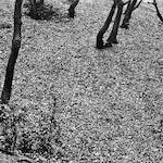 image: Image from the photoset ‘
revisited (iii)
’.