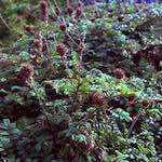 image: Image from the photoset ‘
revisited (v)
’.