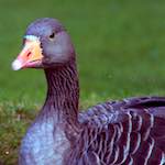 image: Image from the photoset ‘
revisited (v)
’.