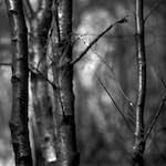 image: Image from the photoset ‘
revisited (xix)
’.