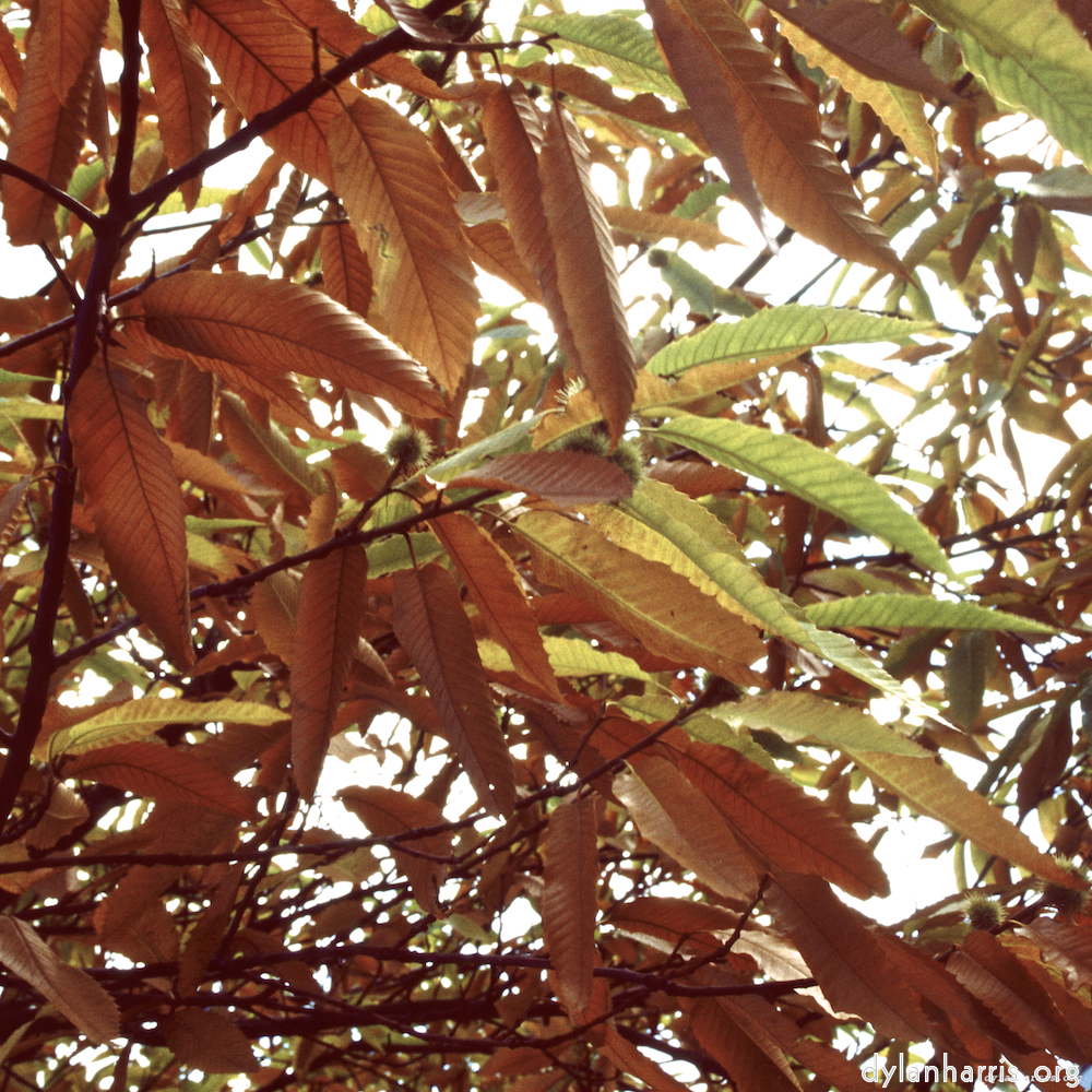 Image: Image 'untitled (xl) 2'.