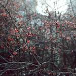 image: Image from the photoset ‘
untitled (xli)
’.