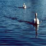 image: Image from the photoset ‘
st. neots (ii)
’.