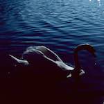 image: Image from the photoset ‘
st. neots (ii)
’.