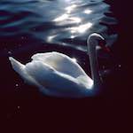 image: Image from the photoset ‘
st. neots (ii)
’.