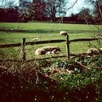 Image: Sixth image from the photoset 'barnwell (iii)'.