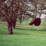 image: Image from the photoset ‘
yorkshire (viii)
’.