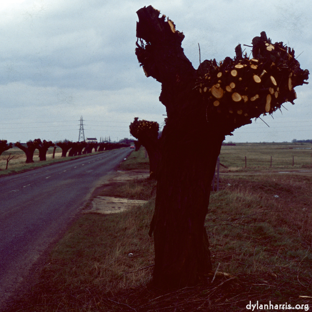 Image: Image 'fen (x) 5'.