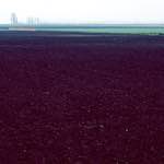 Image: First image from the photoset 'fen (x) '.