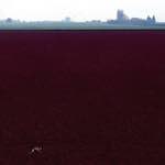 image: fen (x) photoset