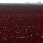 Image: Ninth image from the photoset 'fen (x) '.