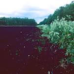 First image from the photoset 'fen (viii)'.