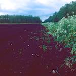 Second image from the photoset 'fen (viii)'.