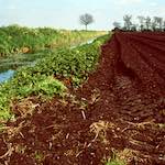 Fourth image from the photoset 'fen (viii)'.