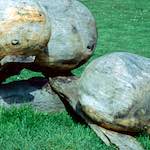 image: Image from the photoset ‘
yorkshire (x)
’.