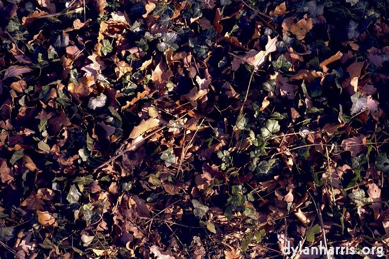 Image: Image 'texture (ii) 2'.