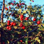 image: Image from the photoset ‘
82 08 26
’.