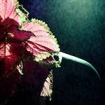 image: Image from the photoset ‘
82 08 26
’.