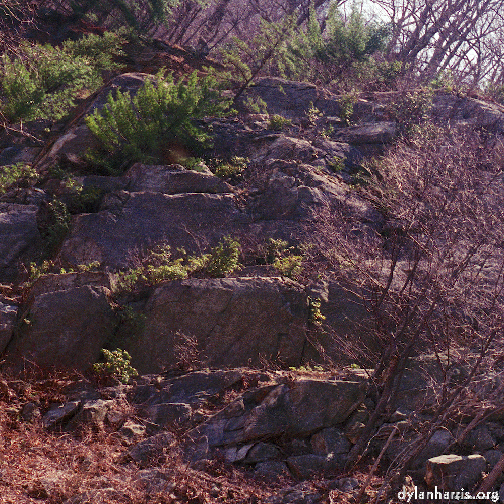 Image: Image 'wood (vii) 4'.