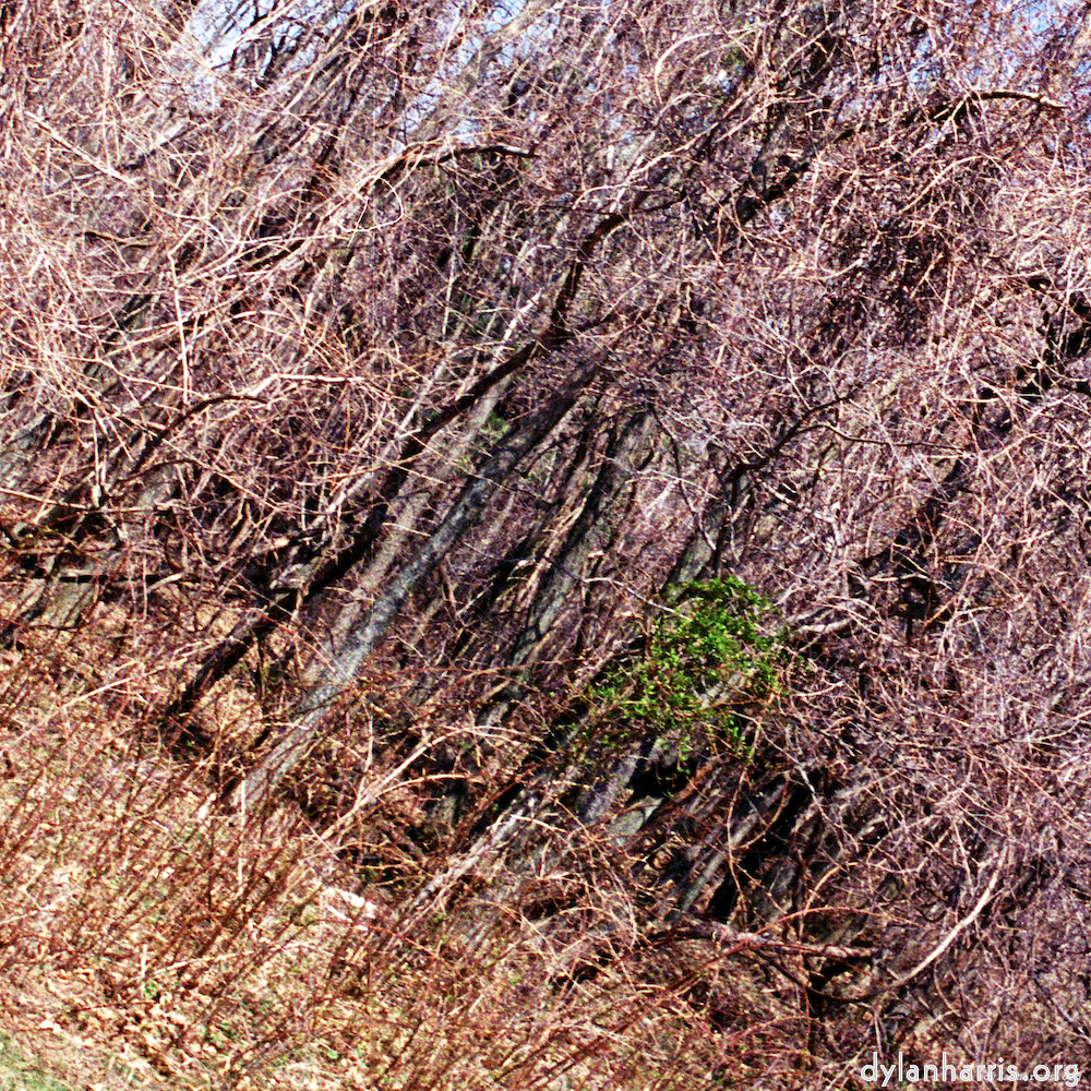 Image: Image 'wood (vii) 5'.