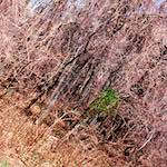 Image: Fifth image from the photoset 'wood (vii)'.