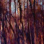 Image: Seventh image from the photoset 'wood (vii)'.