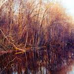 Image: Ninth image from the photoset 'wood (vii)'.