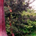 Third image from the photoset 'yorkshire (i)'.