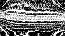 image: image from screening