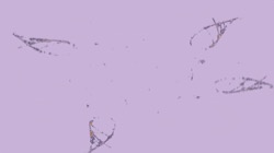 image: image from attrt