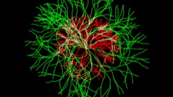 image: image from test