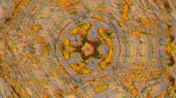 image: image from trisym