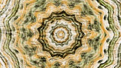 image: image from zygotes