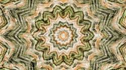 image: image from zygotes