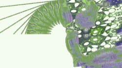 image: image from z1