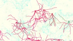 image: image from msg 8