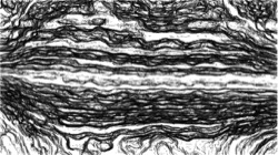 autopaint1 :: bwdetailer1