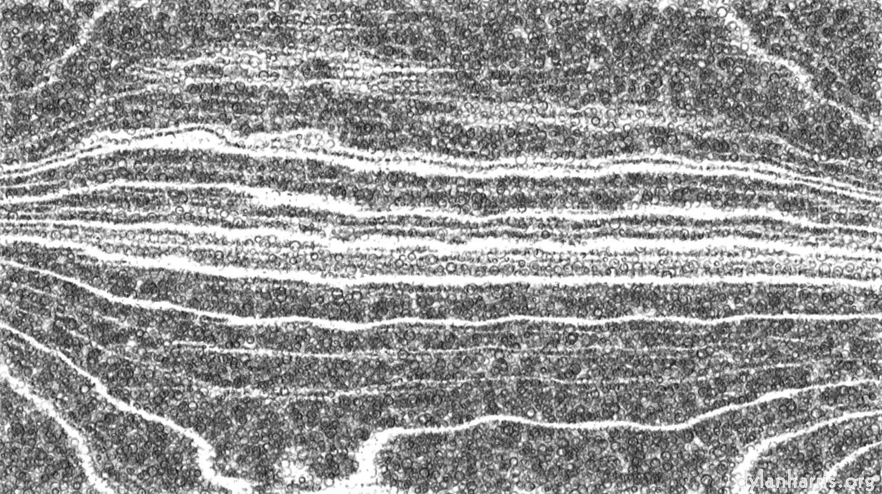 image: bw hatch :: bobblebw2