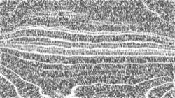 image: image from bw hatch