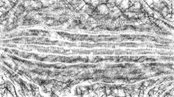 image: image from bw hatch 1