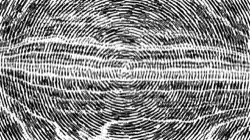 image: image from bw hatch 1