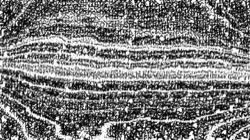 image: image from bw hatch 1