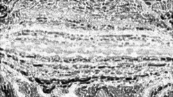 image: image from bw effects