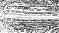 image: image from bw effects