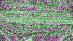 image: image from cloners 4