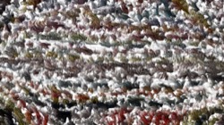 image: image from wet 1