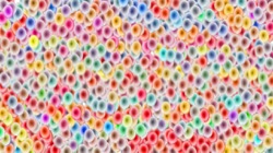 image: image from wild ones