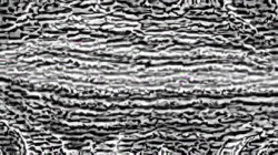 image: image from wild ones