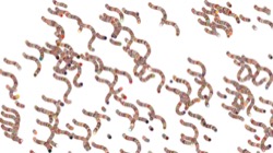 image: image from active