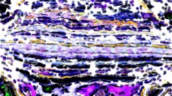 image: image from cloners